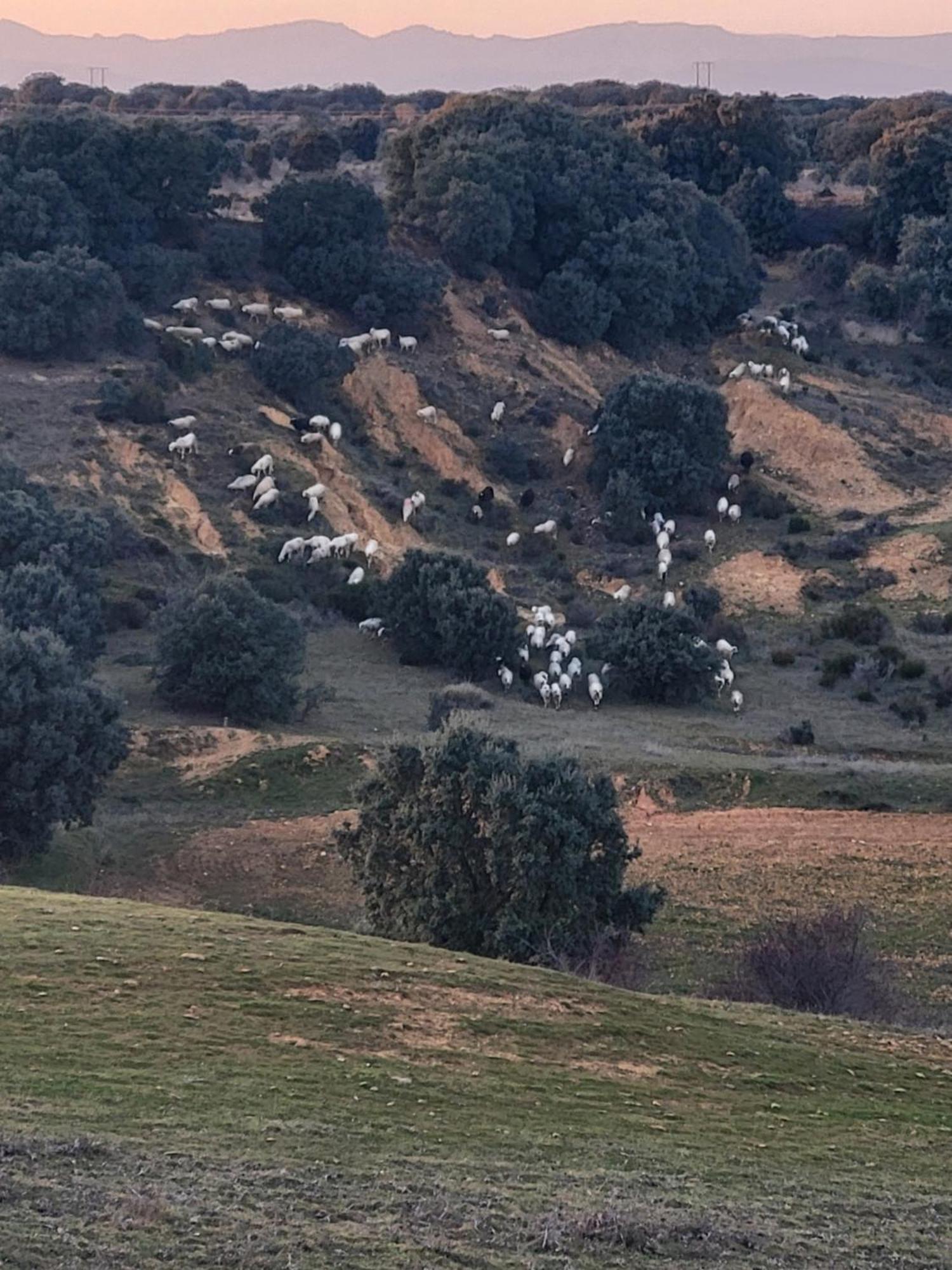 La Pedrosa Casa Rural Camarzana de Tera Экстерьер фото